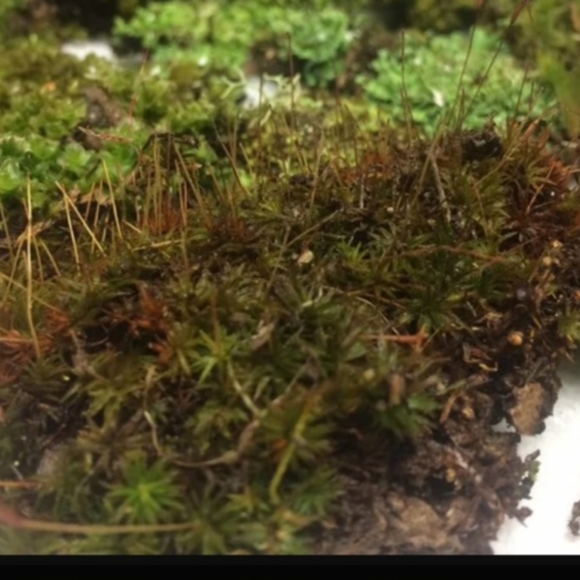 Live Moss for Fairy Gardens etc - Picture 4 of 7